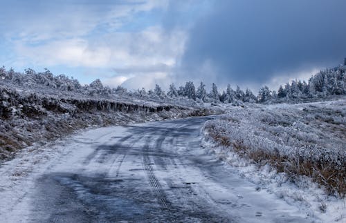 Fotos de stock gratuitas de arboles, carretera, cielo azul