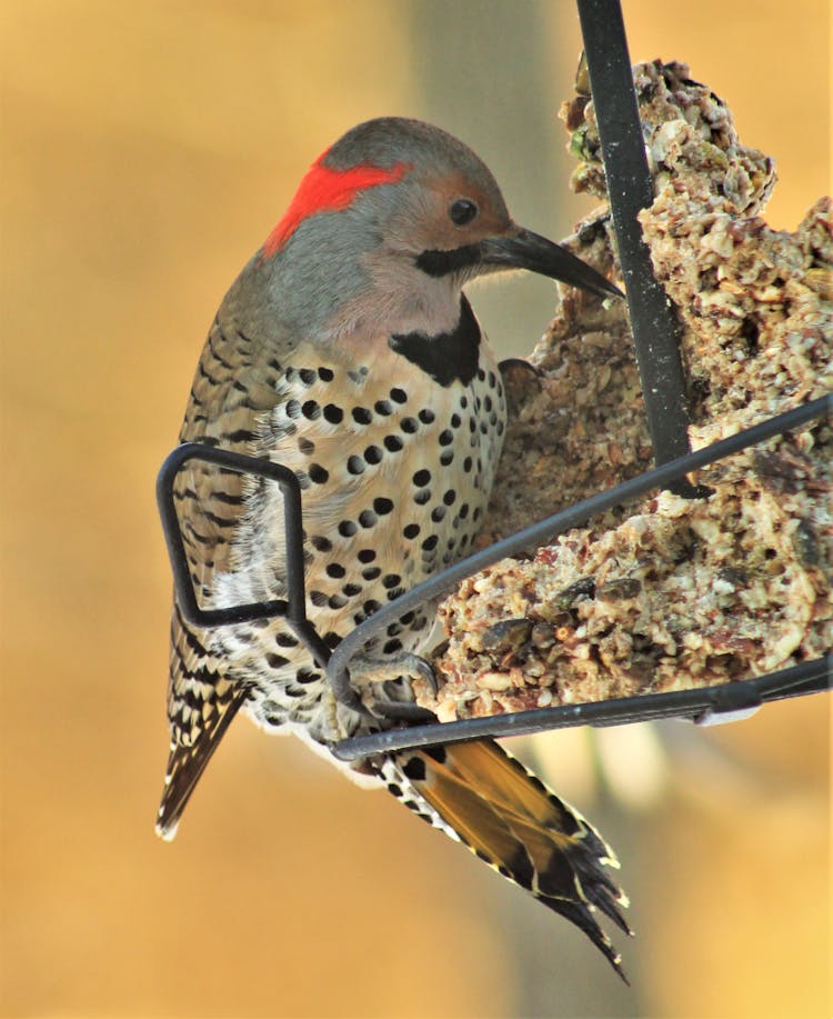 A Close-Up Shot Of A Northern Flicker