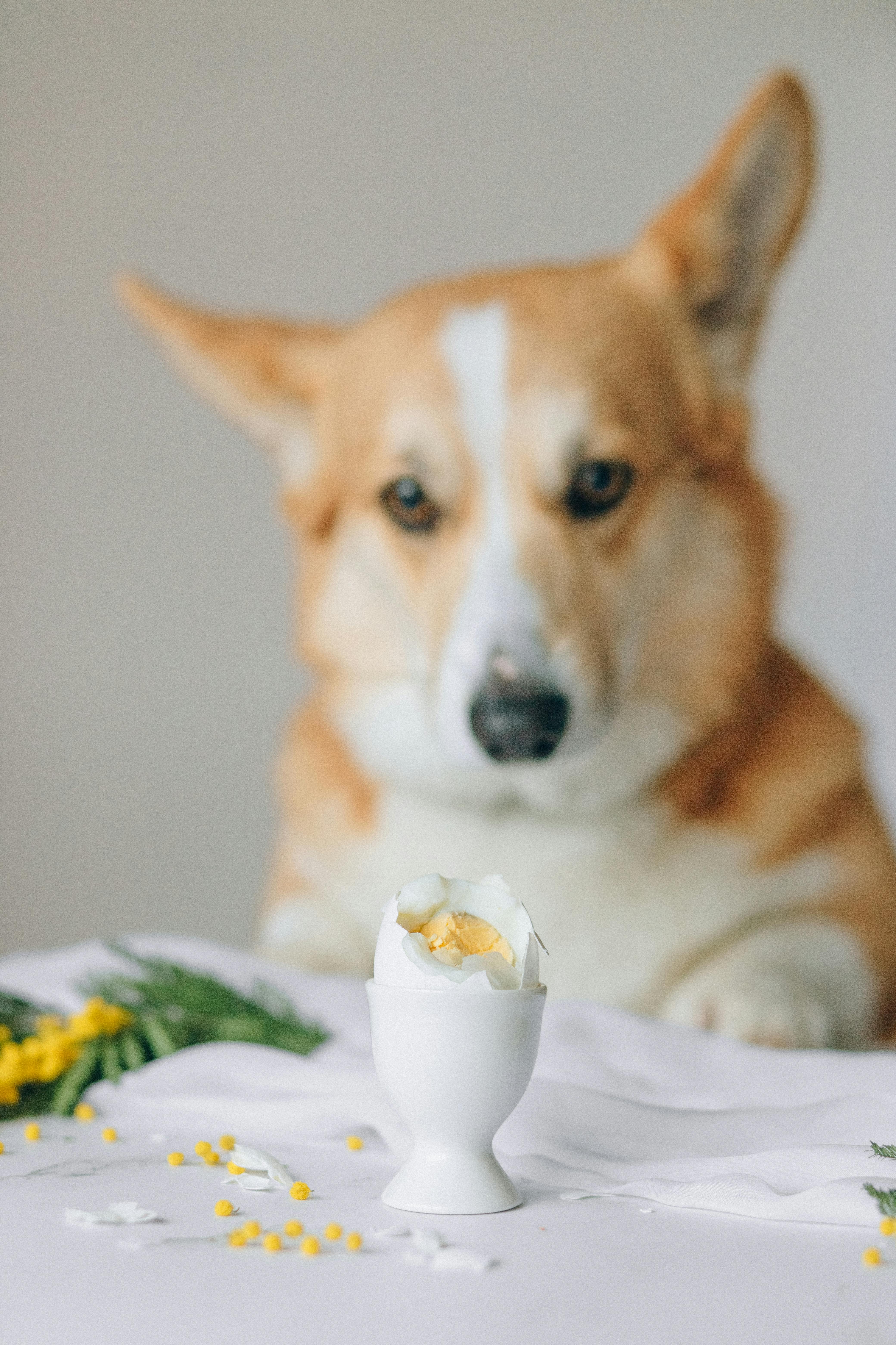 A Dog Looking at the Egg