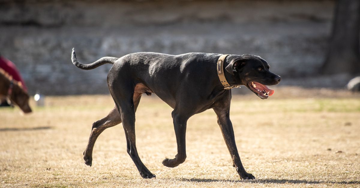 The Ultimate Guide to Hosting Dogs and Earning Care Credits in Austin