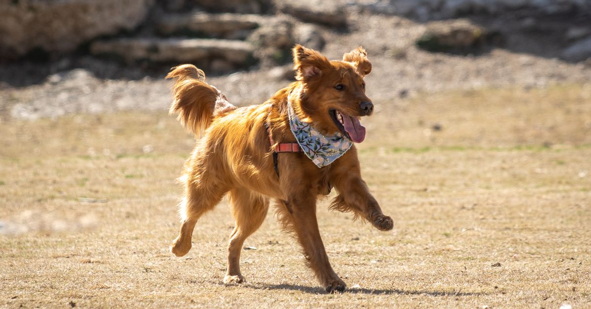 The Ultimate Guide to Dog Playdates in Austin: Parks, Patios, and Furendly Connections