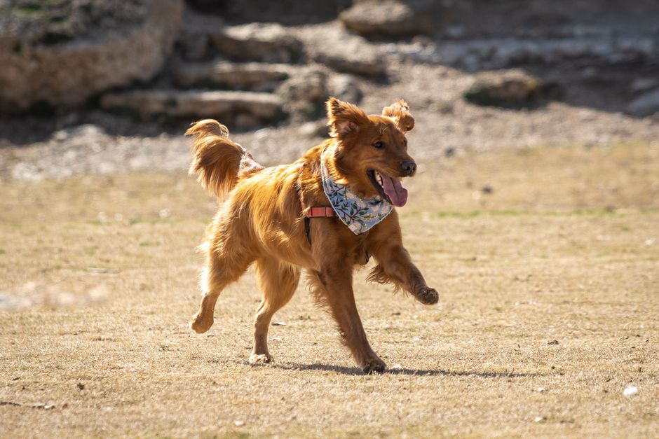 A lively Golden Retriever joyfully running through a park on a sunny day in Austin, Texas.