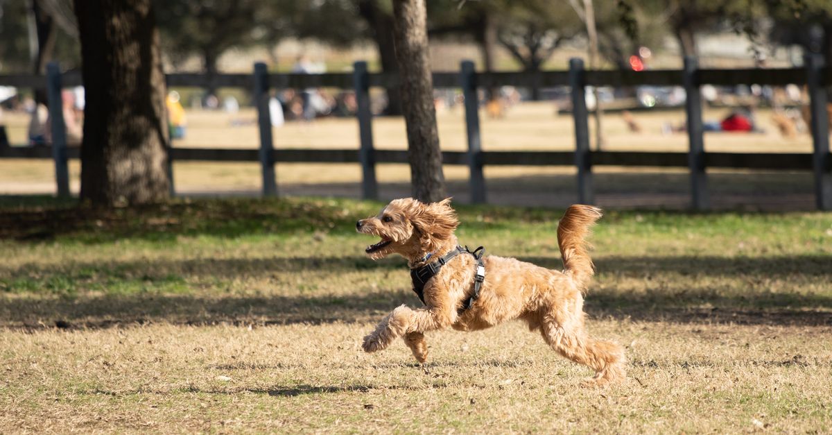 The Ultimate Pet-Friendly Guide to Austin: Exploring Dog Parks, Cafes, and Community Care