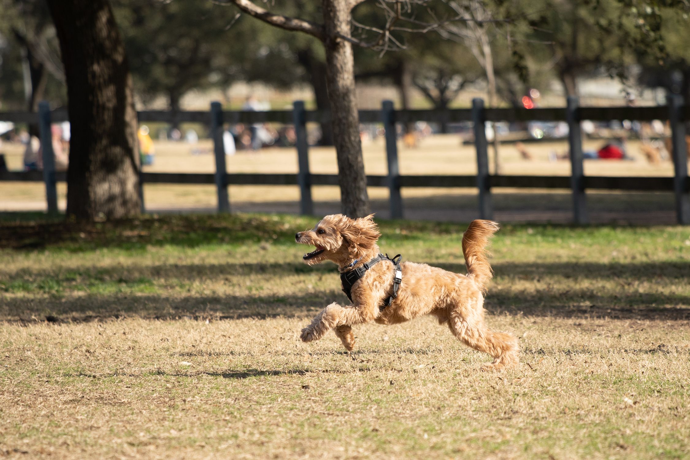 A lively dog joyfully running in an outdoor park in Austin, Texas.