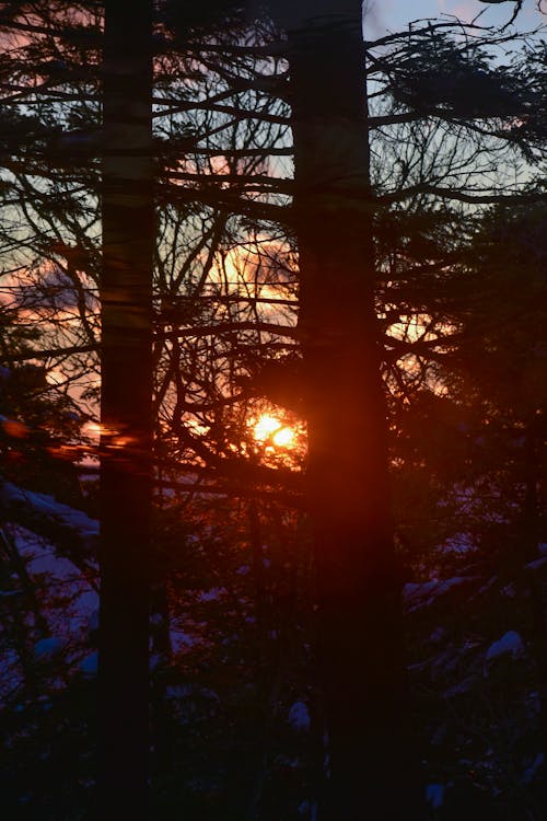 Silhouette of Trees During Sunset