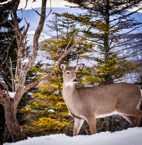 Gratis stockfoto met beest, bomen, dieren in het wild