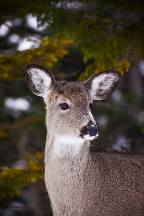 Photos gratuites de animal, cerf de virginie, faune