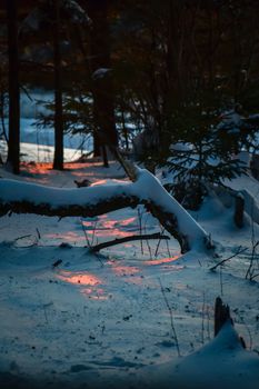 Tranquil winter forest scene with snow and warm sunset glow over fallen tree.