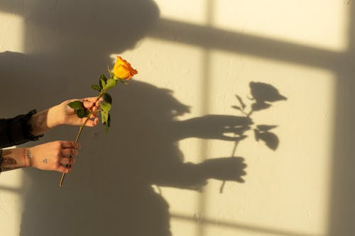 A Shadow on the Wall of Person Holding a Rose