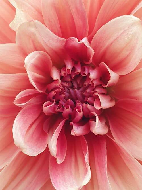 Free Close Up Shot of a Pink Flower Stock Photo