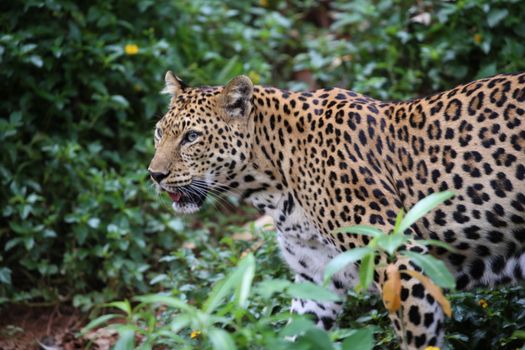 Close-up of a leopard prowling through the lush greenery in Thailand's forests.