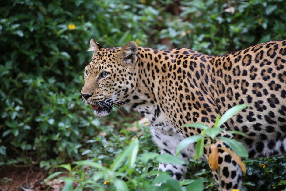 Close-up of a leopard prowling through the lush greenery in Thailand's forests.
