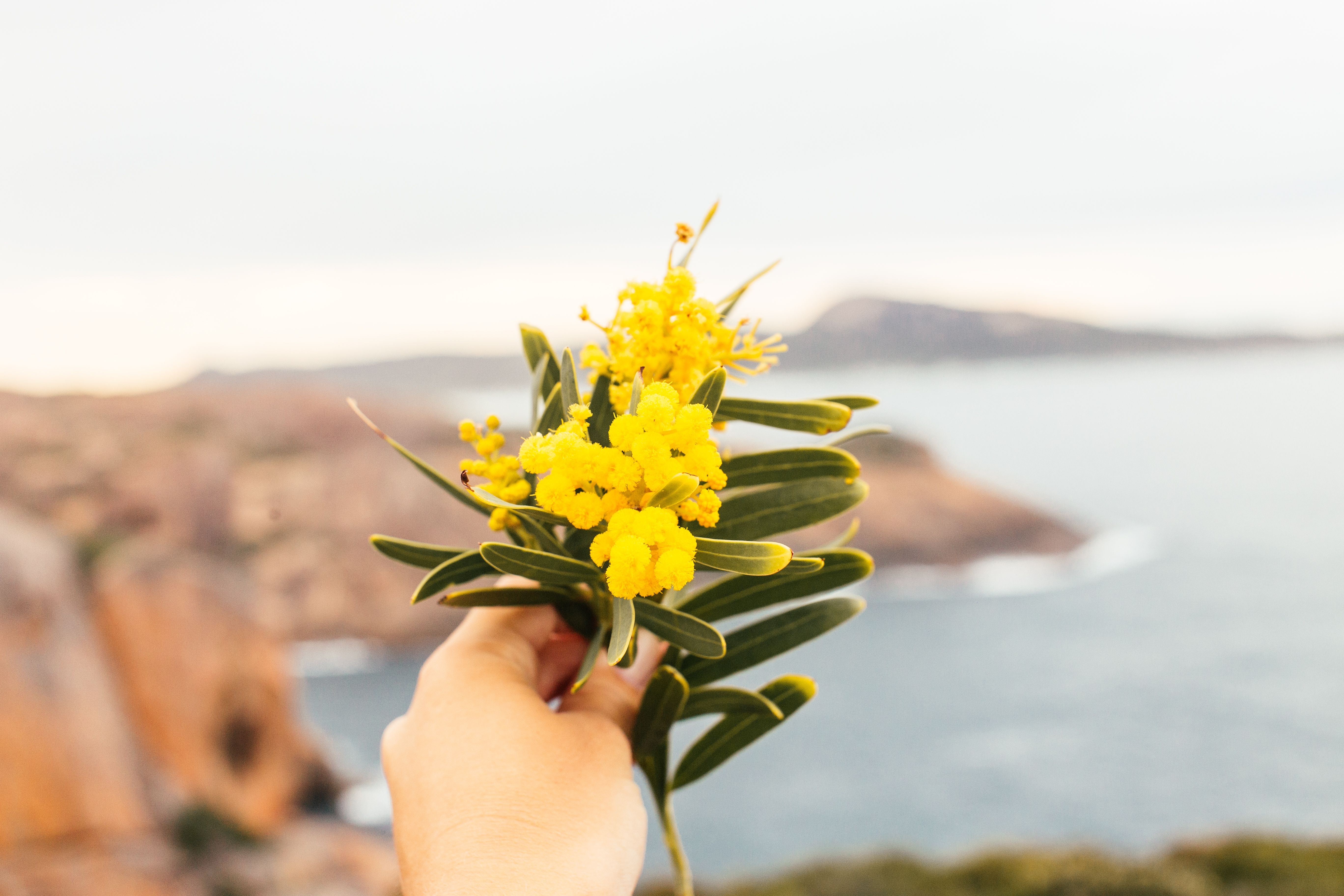 close up of a woman holding yellow acacia flowers on a cliff