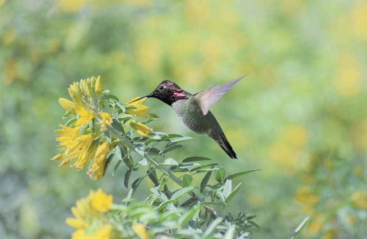 Close-up Of A Hummingbird Drinking Nectar From A Flower 