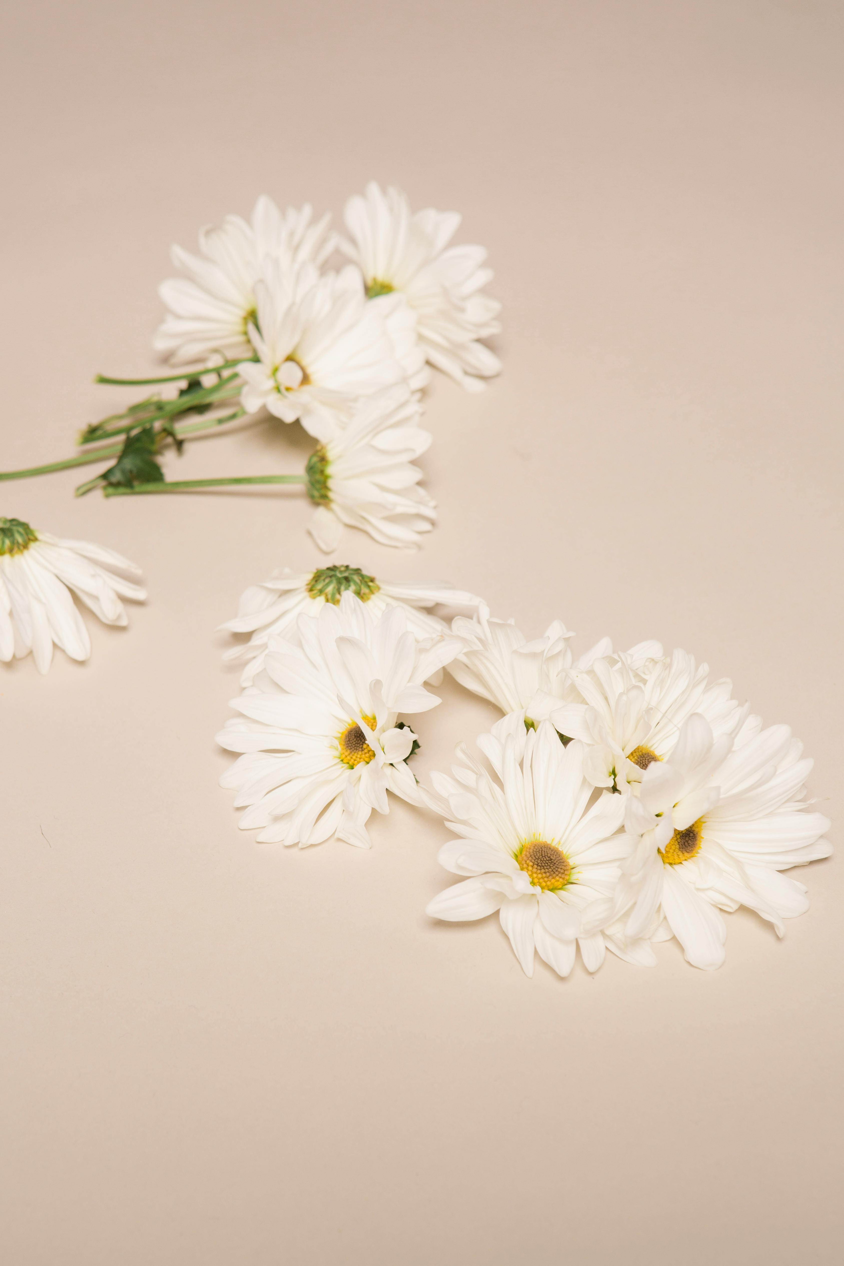 delicate chamomile flower heads placed on beige surface