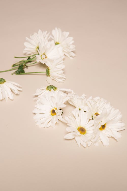 High angle of aromatic chamomiles with white gentle petals and yellow pestles placed on beige background