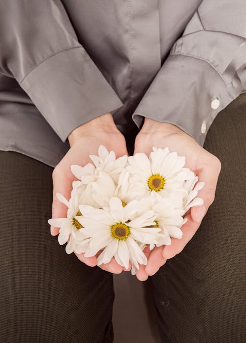 From above of crop unrecognizable female in casual clothes holding bunch of fresh chamomiles flower heads in hands