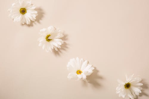 From above of tender fresh chamomile flower heads placed on beige surface in light studio