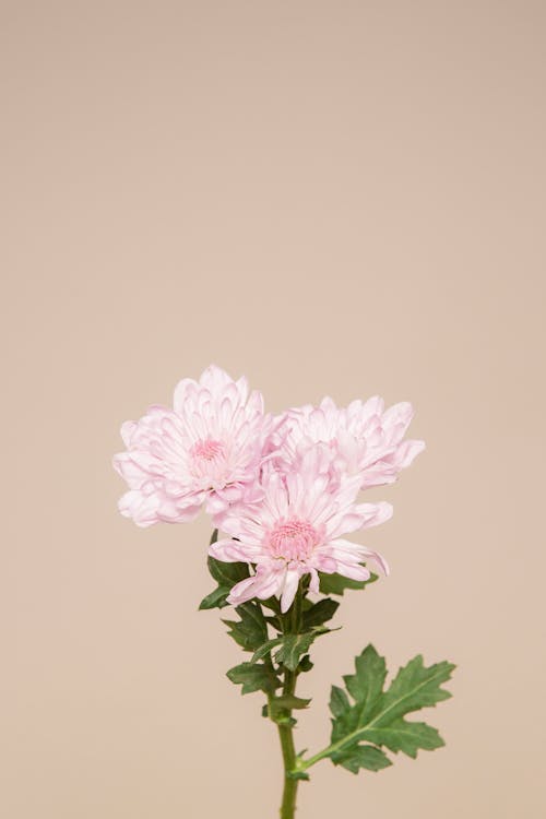 Pink flowers with delicate petals and fresh green leaves