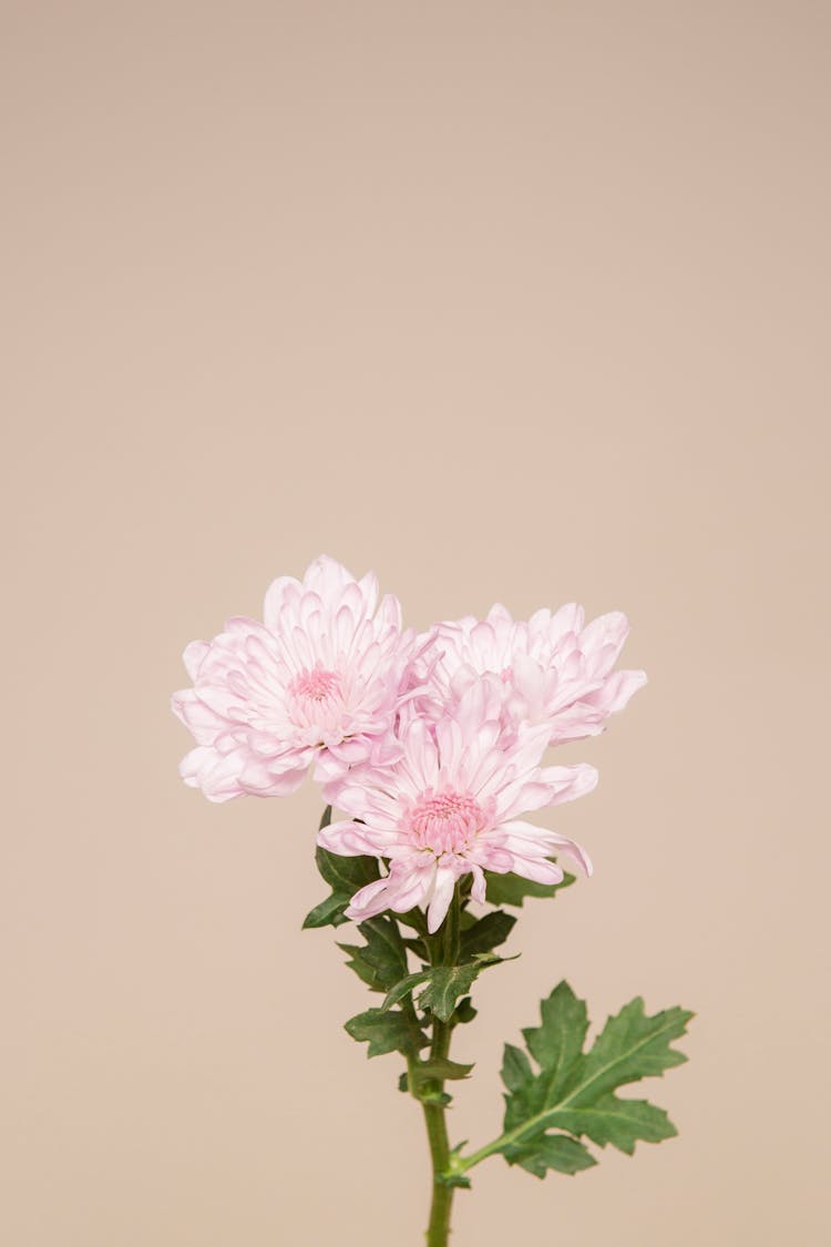 Pink Flowers With Delicate Petals And Fresh Green Leaves