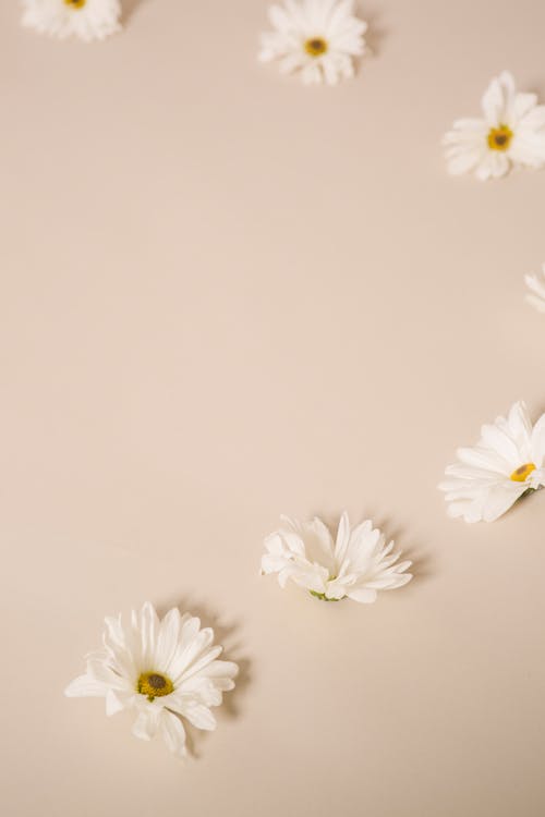 Free From above of blooming flowers with white delicate petals placed on beige background Stock Photo