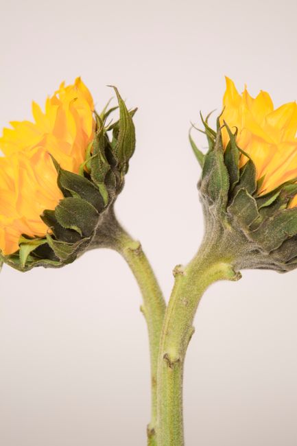 Vivid yellow flowers with verdant thick stems in blossom on white background of studio