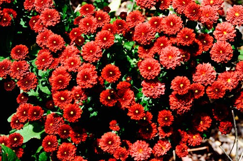 Free Red and Green Flowers Stock Photo