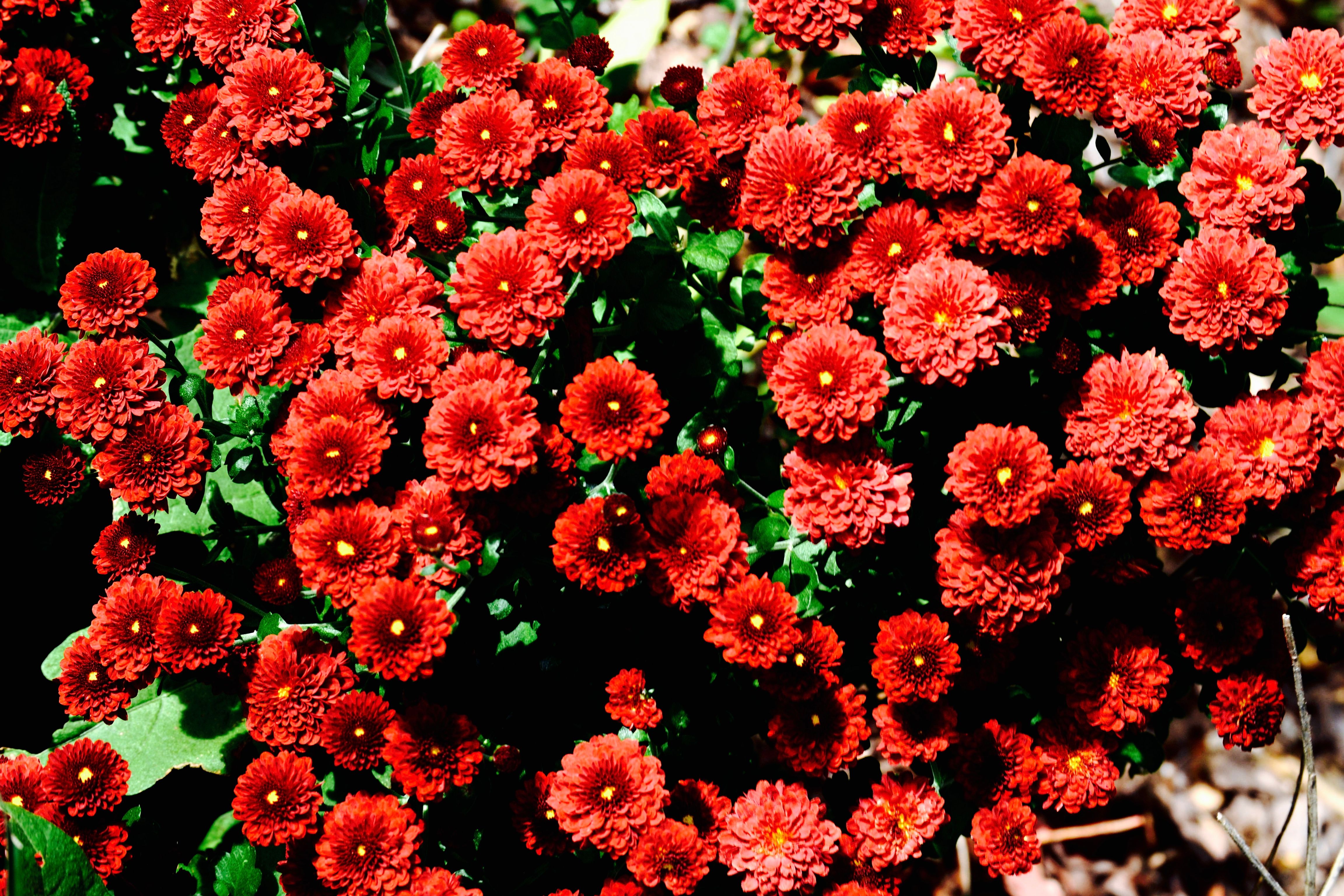 red-and-green-flowers-free-stock-photo