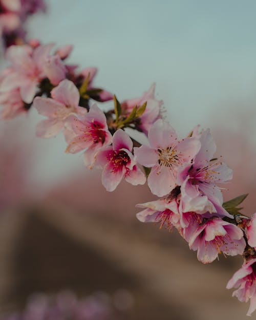 Blossoming fragrant Sakura tree with pink tender flowers growing in blurred spring garden