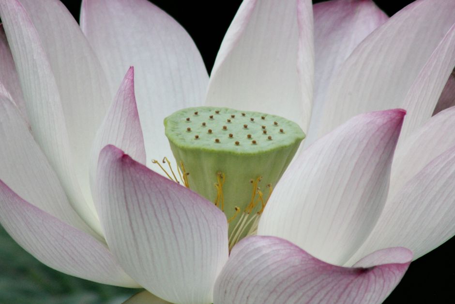 Bagaimana Menemukan Ketenangan di Taman Zen: Tips Dariku Bagaimana Menemukan Ketenangan di Taman Zen: Tips Dariku