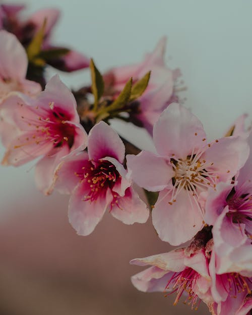 Blooming pink flowers on Sakura tree in garden