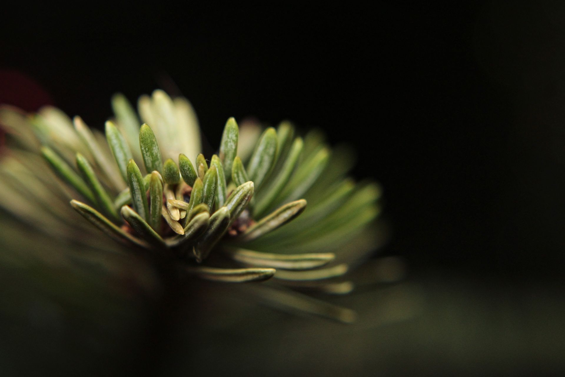 Detailed macro shot of pine needles showcasing vibrant green colors.
