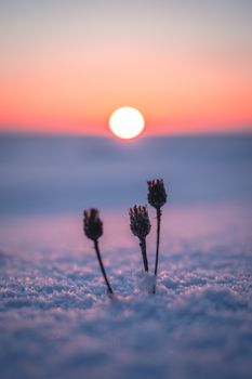 Close-up of dry plants emerging from snow under a vibrant winter sunset.