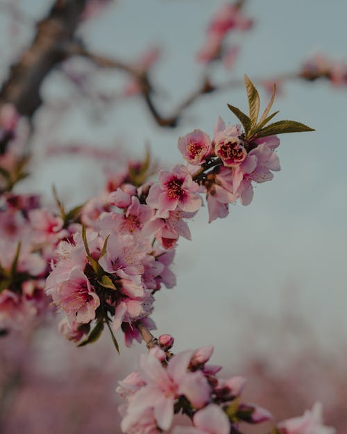 Free Blooming Sakura tree with delicate pink blossoms growing in blurred garden on clear spring day Stock Photo