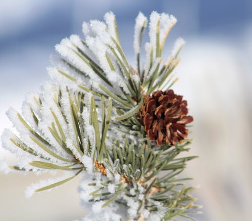 Green and Orange Petaled Plant Catching Ice