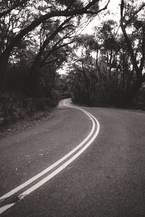 Free Asphalt road curving in forest terrain Stock Photo