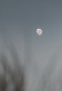 Black and white of rising almost full moon with craters on clear sky in daylight