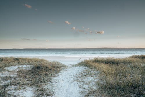 Picturesque view of dry grass covered with snow growing along narrow snowy path on sandy beach near sea against cloudy sky in winter