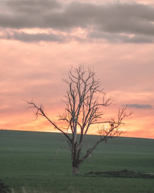 Leafless Tree on Grass Field