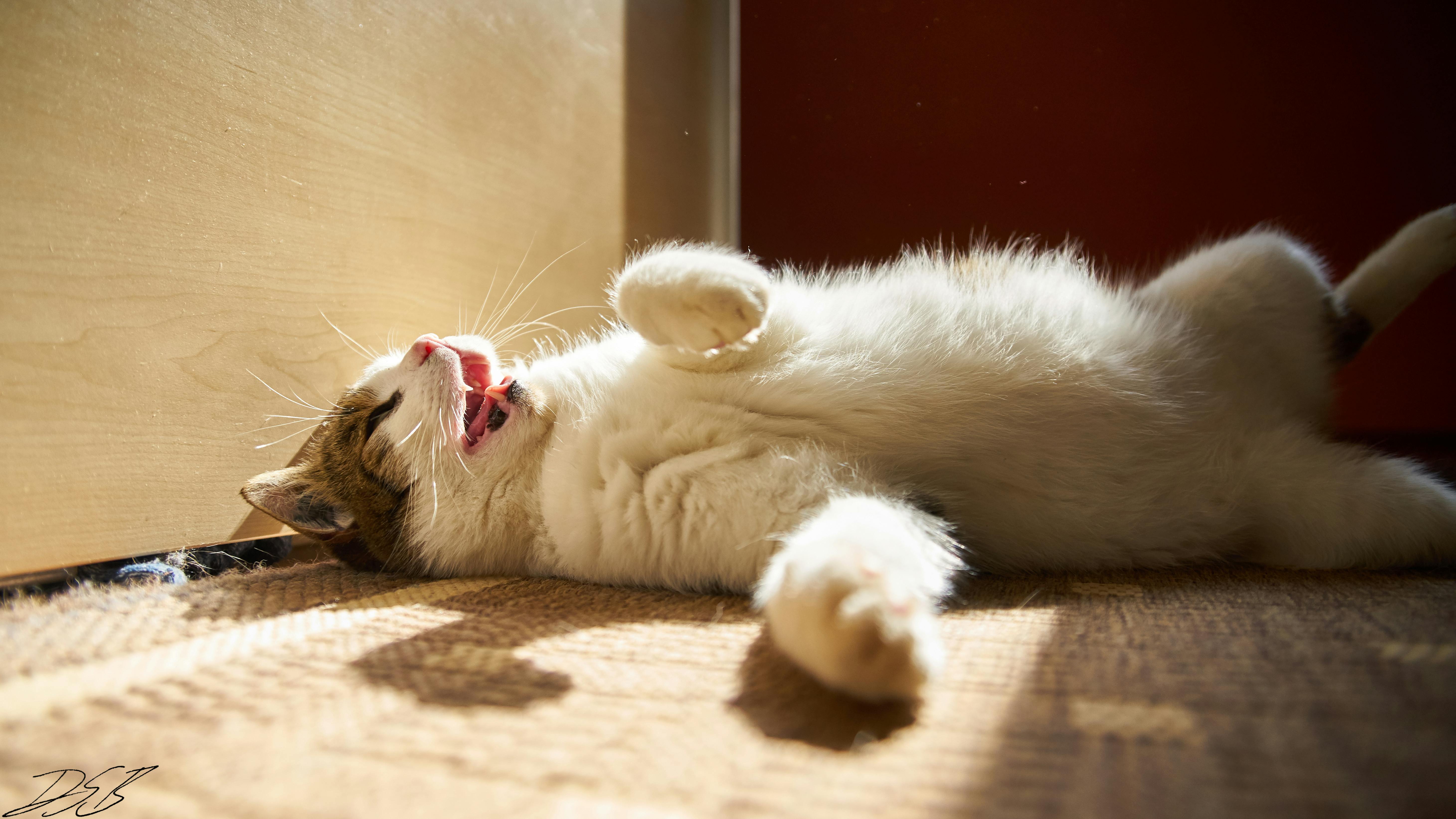 Unduh 600 Koleksi Background Hd Kucing HD Gratis