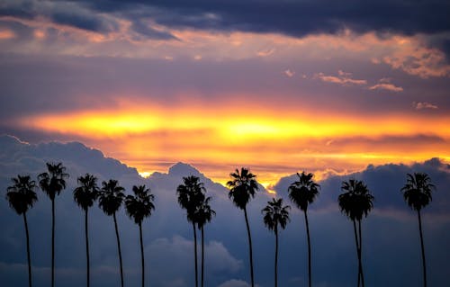 Silhouette of Trees During the Golden Hour 