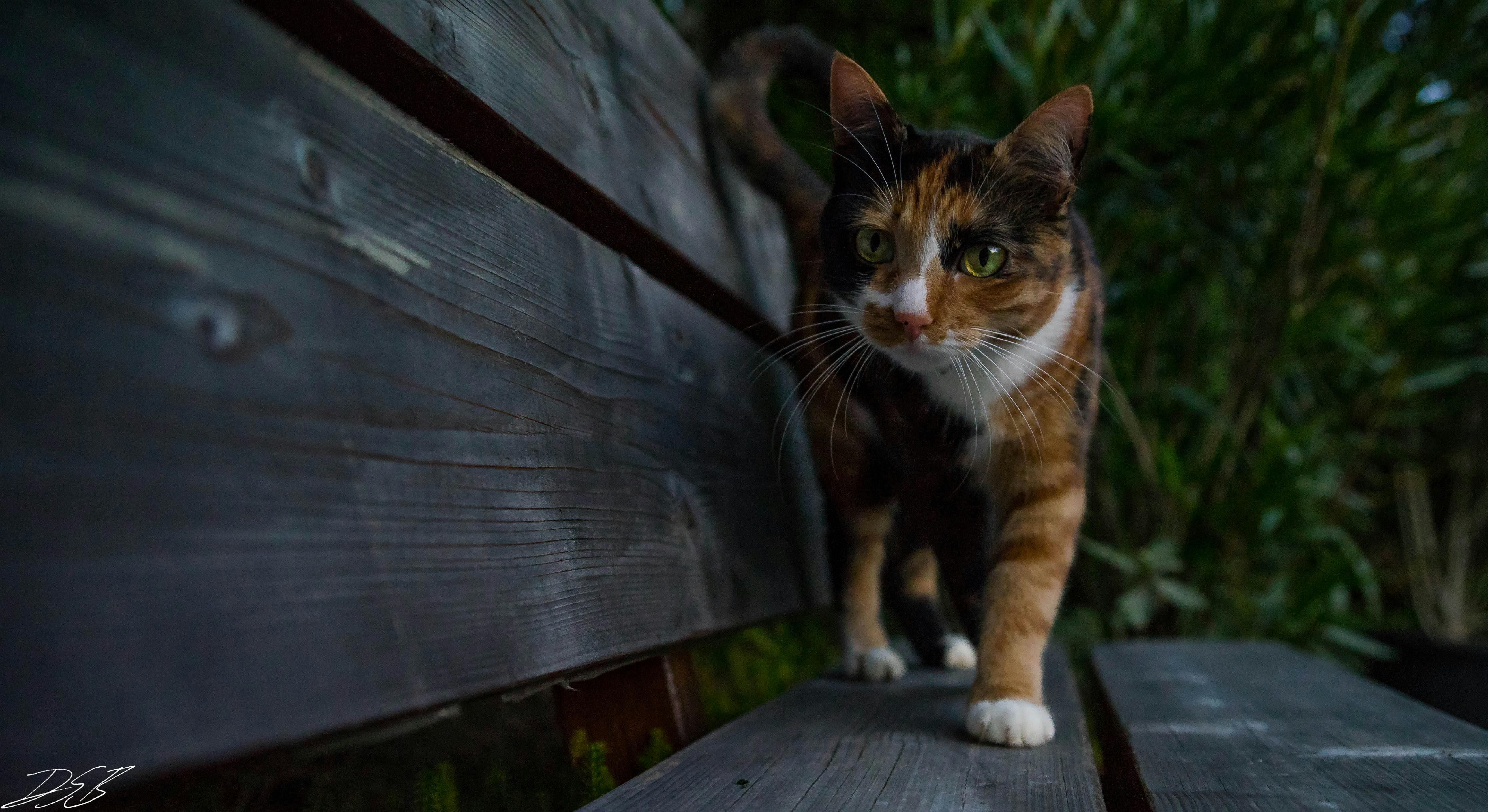 Free Stock Photo Of Cat Desktop Backgrounds Hd Wallpaper Free Stock Photo Of Cat Desktop Backgrounds Hd Wallpaper