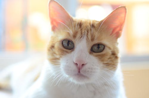 Free Orange and White Tabby Cat Stock Photo