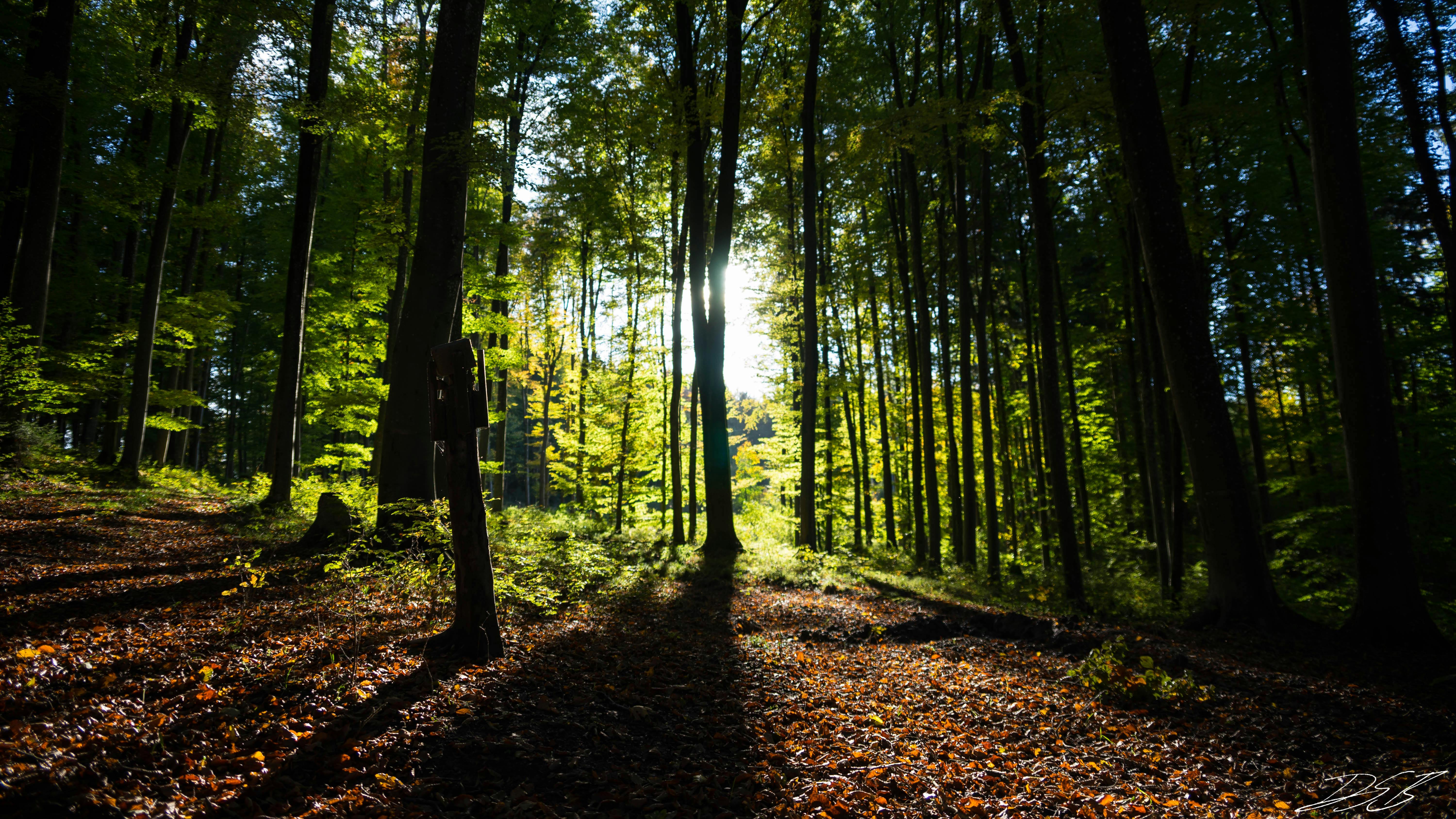 Foto Profissional Grátis De Floresta Fundo Para área De Trabalho Mata