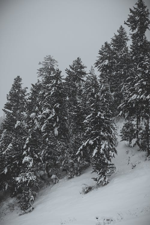 Imagine de stoc gratuită din acoperit de zăpadă, anotimp, arbori