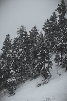 Snow-covered pine trees on a calm winter day, capturing the essence of cold nature.