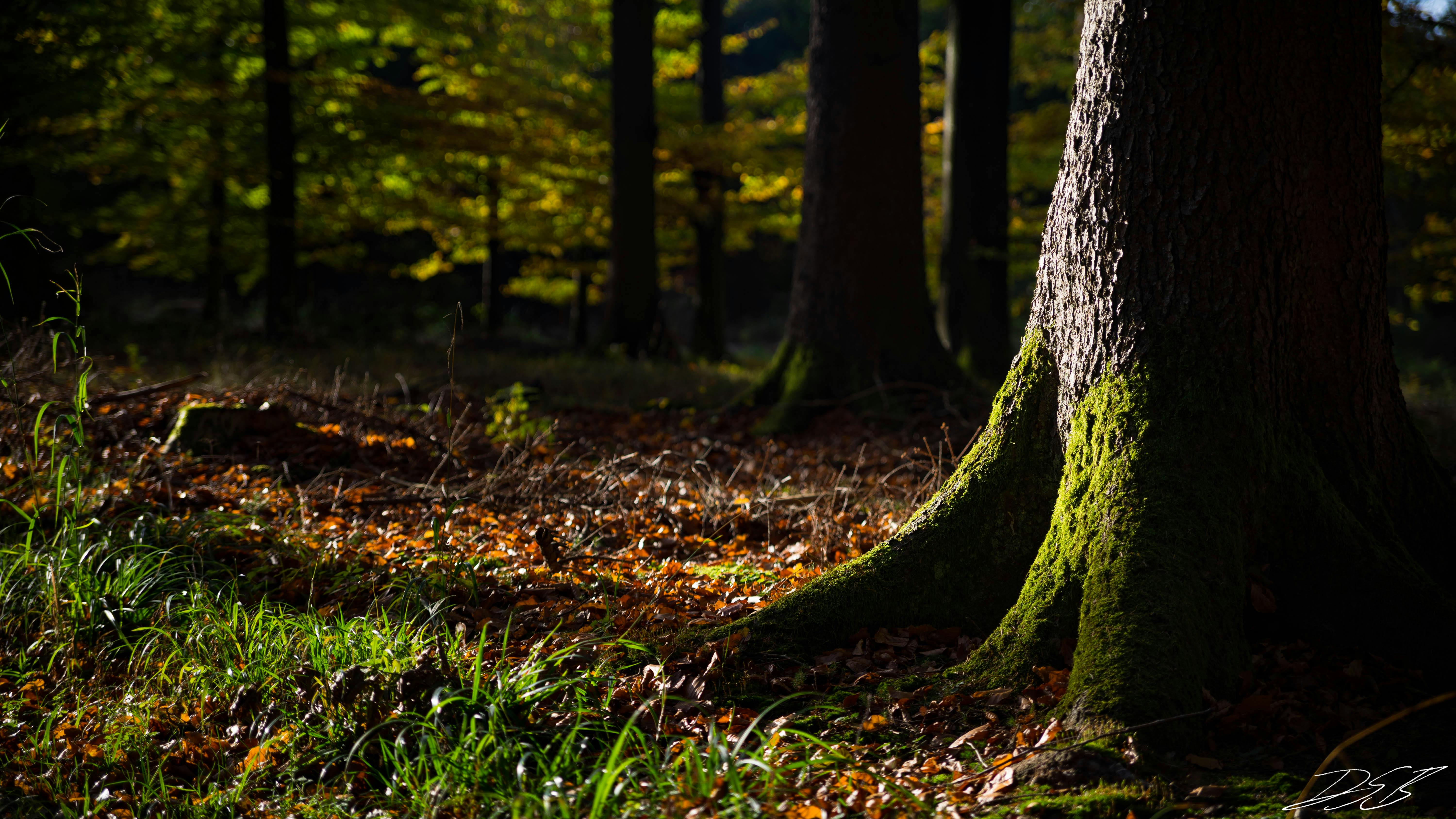 Gratis Stockfoto Van Bos, Bureaublad Achtergronden, Hd Achtergrond.