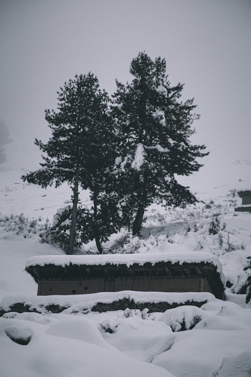 Immagine gratuita di alberi, bianco e nero, conifere