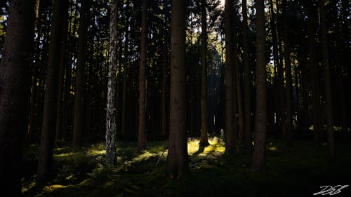 Free stock photo of desktop backgrounds, forest Stock Photo