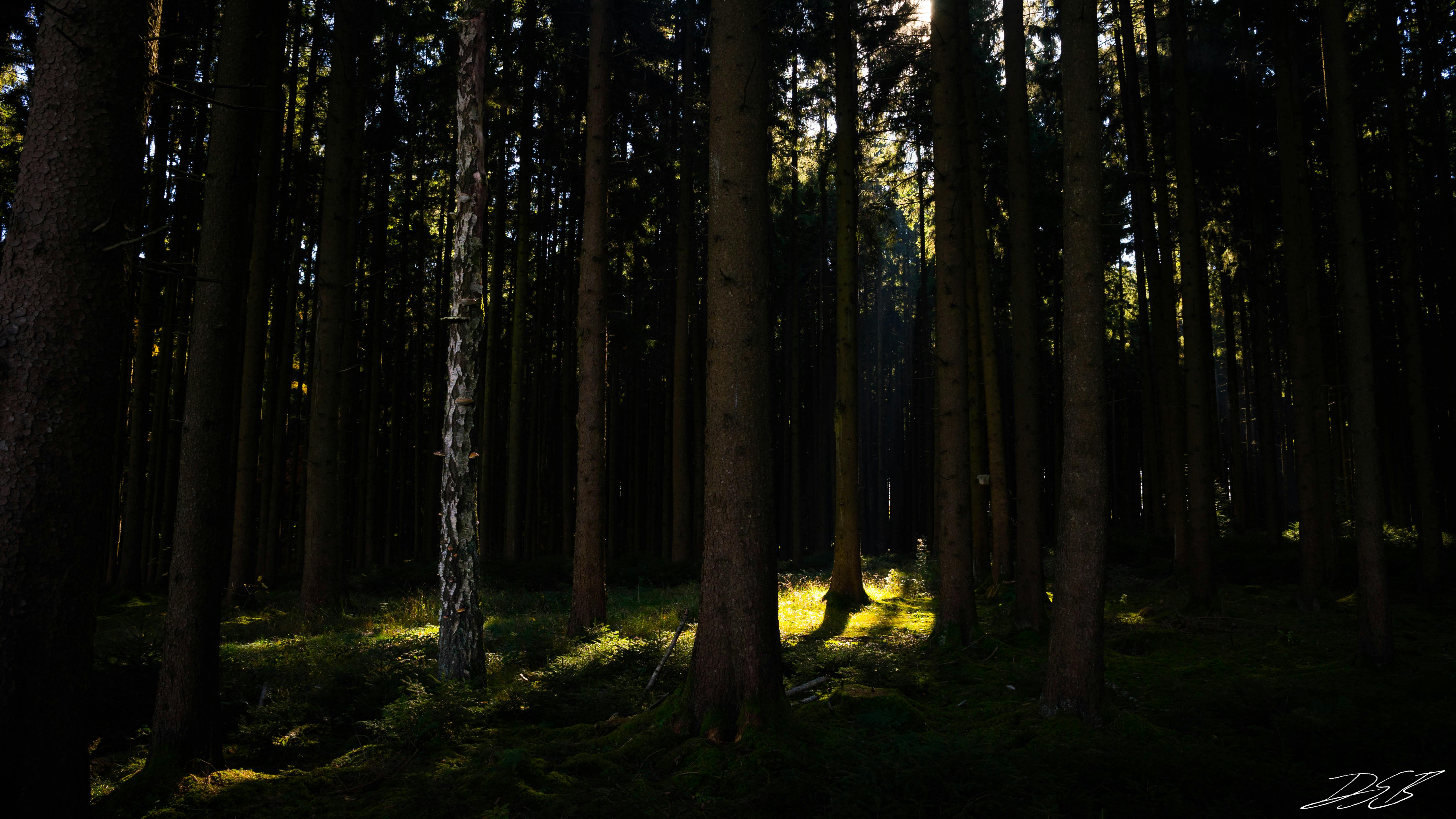 Foto Profissional Grátis De Floresta Fundo Para área De Trabalho Mata